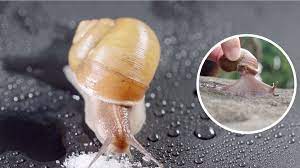 does salt melt snails into water