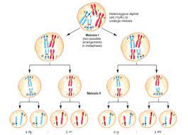 u3l4 meiosis flashcards quizlet
