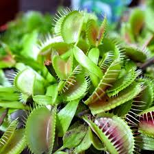 Contact us sell cheap and tell the truth Venus Fly Trap Boulevard Flower Gardens