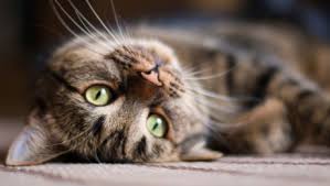 Why do cats whiskers fall out? Why Do Cats Have Whiskers 10 Fun Whisker Facts Purina