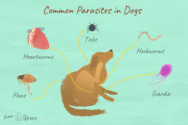 parasites in dogs you should know