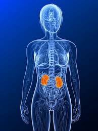 lung liver and kidney problems and