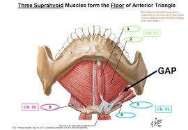 lecture 60 anterior triangle of the
