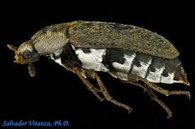 coleoptera dermestidae dermestes