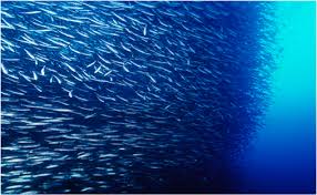 Image result for a school of fish png