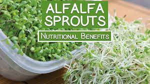 alfalfa sprouts best quality to