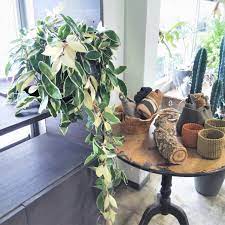 つる性植物で部屋を飾る  盆栽、多肉植物、塊根植物、観葉植物通販KIDORI -キドリ-