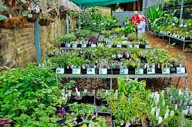 Buy Plants Botanic Gardens Of Sydney