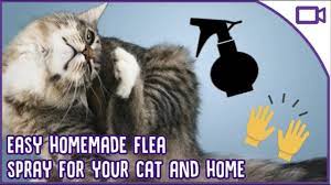 diy flea treatment for cat