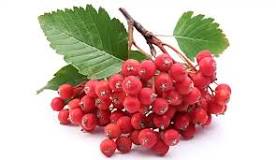 are-rowan-berries-poisonous-to-dogs