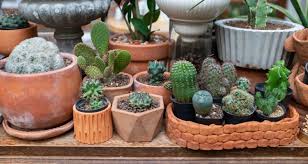 how to grow cacti outdoors my garden life