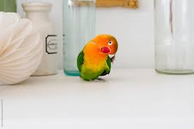 cute parrot by stocksy contributor