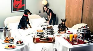 luxury pet friendly hotels