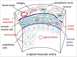 Smooth muscle histology and diagram (inlet). Vascular Smooth Muscle Diagram Quizlet