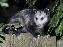 How many hours a day do possums sleep. Virginia Opossum Facts Animals Of North America Worldatlas