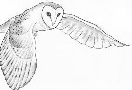 Barn Owl Outline Drawing