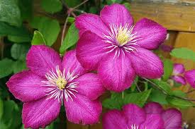 Check spelling or type a new query. How To Grow Clematis Make Your Vines Pop With Color Gardener S Path