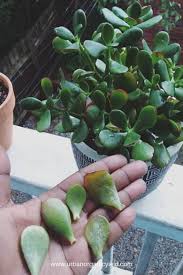 I started growing my first little jade plant, crassula ovata, using this method. How Often To Water Jade Plant Overwatering Or Underwatering Tips