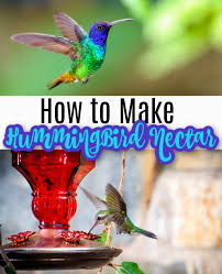 how to make hummingbird food and tips