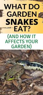 what do garden snakes eat are garden