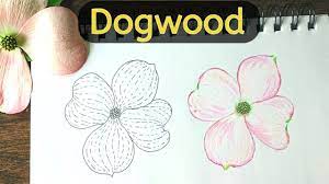drawing a dogwood flower with ink and