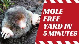 get rid of moles in your yard naturally