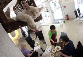That chicago cat cafe rescue arcade thingy place. Cat Cafe Comes To Chicago First At A Cat Shelter