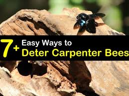 7 easy ways to deter carpenter bees