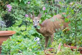Yes, you can still have lush, colorful containers even if deer and rabbits frequently turn your garden into a personal buffet table. Rabbit And Deer Resistant Perennials Perennials