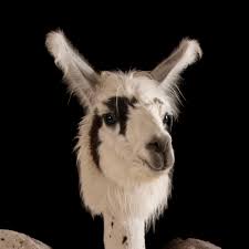 Image result for llama kids book nonfiction