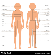 body merements size chart royalty