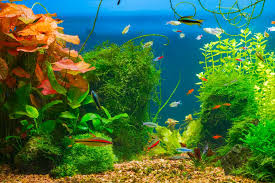setup your new freshwater aquarium