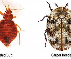 carpet beetle vs bed bug pest
