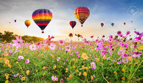 Holland sea of flowers hot air balloon. Colorful Hot Air Balloons Flying Over Cosmos Flower Field Against Blue Sky Chiang Rai Thailand Stock Photo Picture And Royalty Free Image Image 107492782