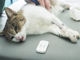 bệnh Panleukopenia ở mèo