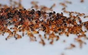 Offer may not be combined with. Five Reasons Ants Come Into Atlanta Homes