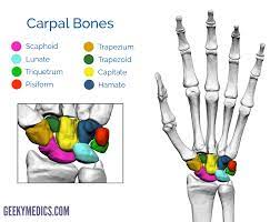 Two of the carpal bones create the wrist joint with the ulna and radius bones of the forearm, while the remaining six form the palm. Bones Of The Hand Carpal Bones Metacarpal Bones Geeky Medics