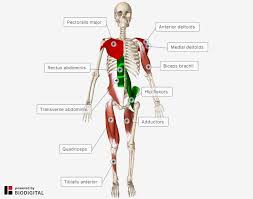 The muscular system is responsible for the movement of the human body. L2 Muscle Names And Locations On Screen Learning