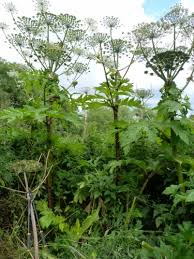 Research Centres Giant Hogweed