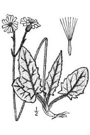 Plants Profile for Hieracium murorum (wall hawkweed)