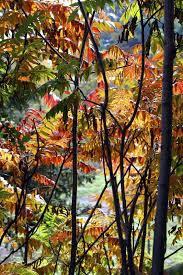 It can be difficult to identify as it resembles several native species, but quickly crowds out other plants. Autumn Colour In Your Garden Landscape Ontario