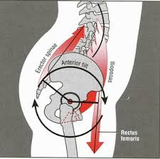 Image result for rotate the pelvis forward