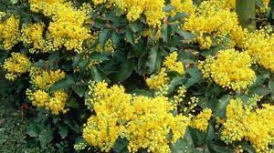 Questi fiori gialli o bianchi hanno una fioritura precoce e hanno la forma di una tromba. Fiori Giallo Verdognoli A Grappolo