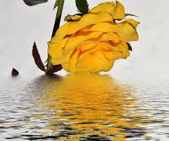 yellow rose in water stock photos