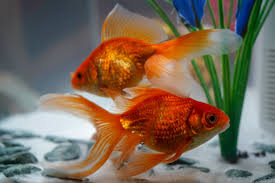 fantail goldfish fish species profile