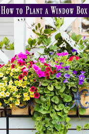Best Plants For Window Boxes Juggling