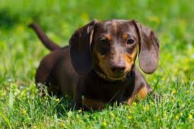 how much is a wire haired dachshund