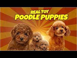 real toy poodle puppy poodle dog