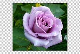Hybrid Tea Rose Garden Roses Blue Rose