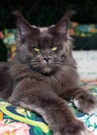 Check spelling or type a new query. Maine Coon Breeders Loving Lynx